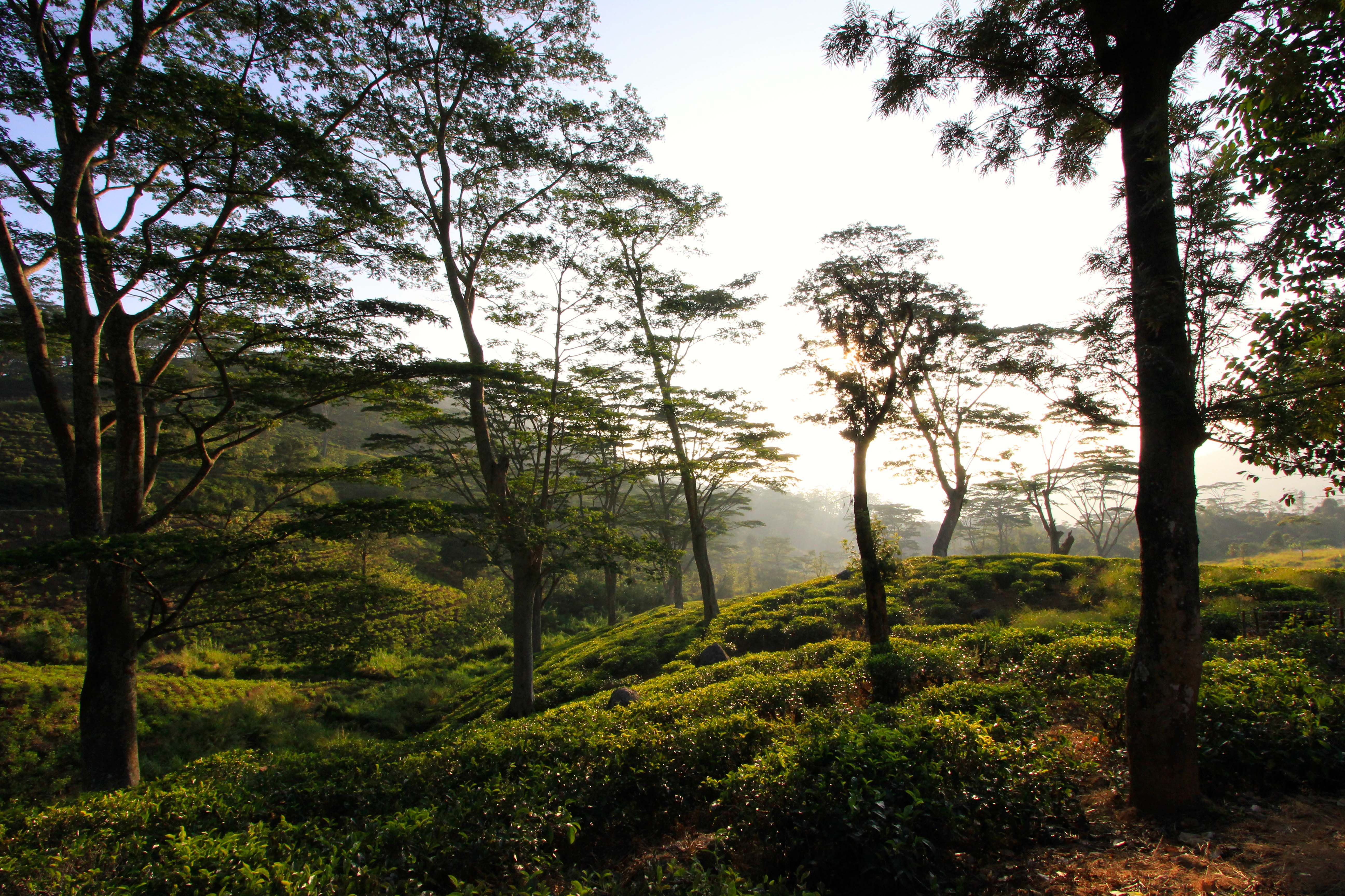 Sunrise Tea Estate