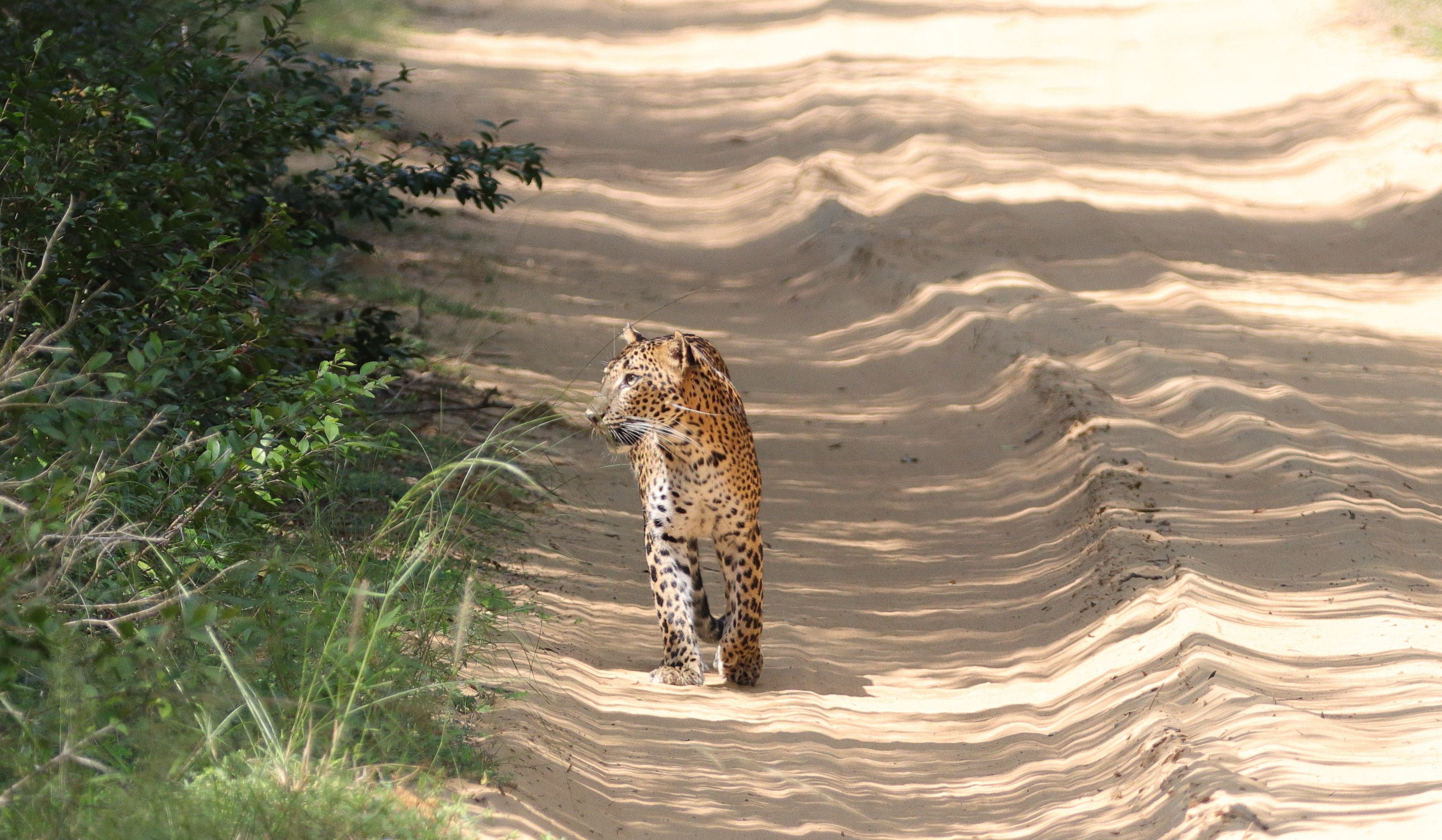 Yala Safari