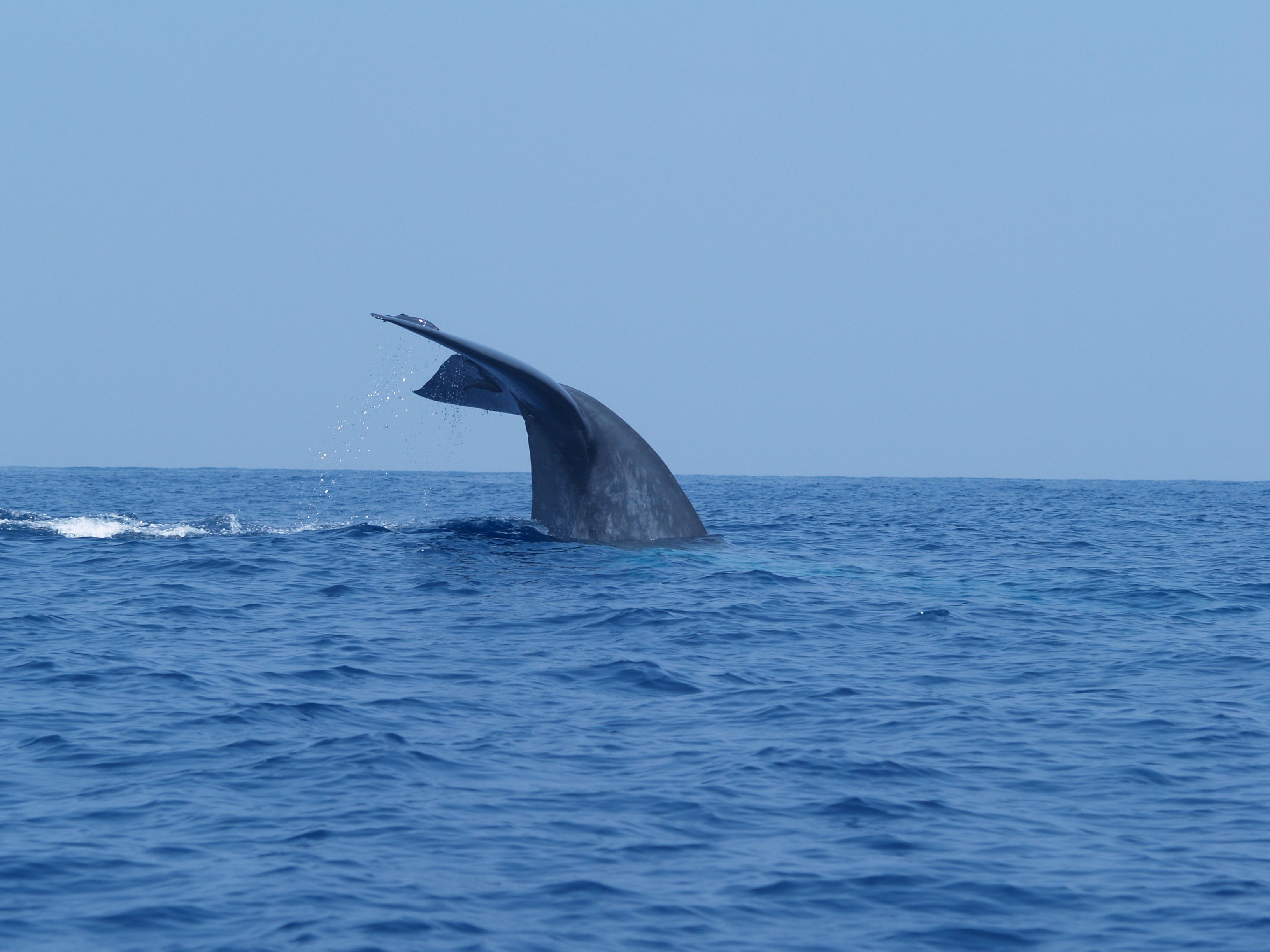 Whale Watching