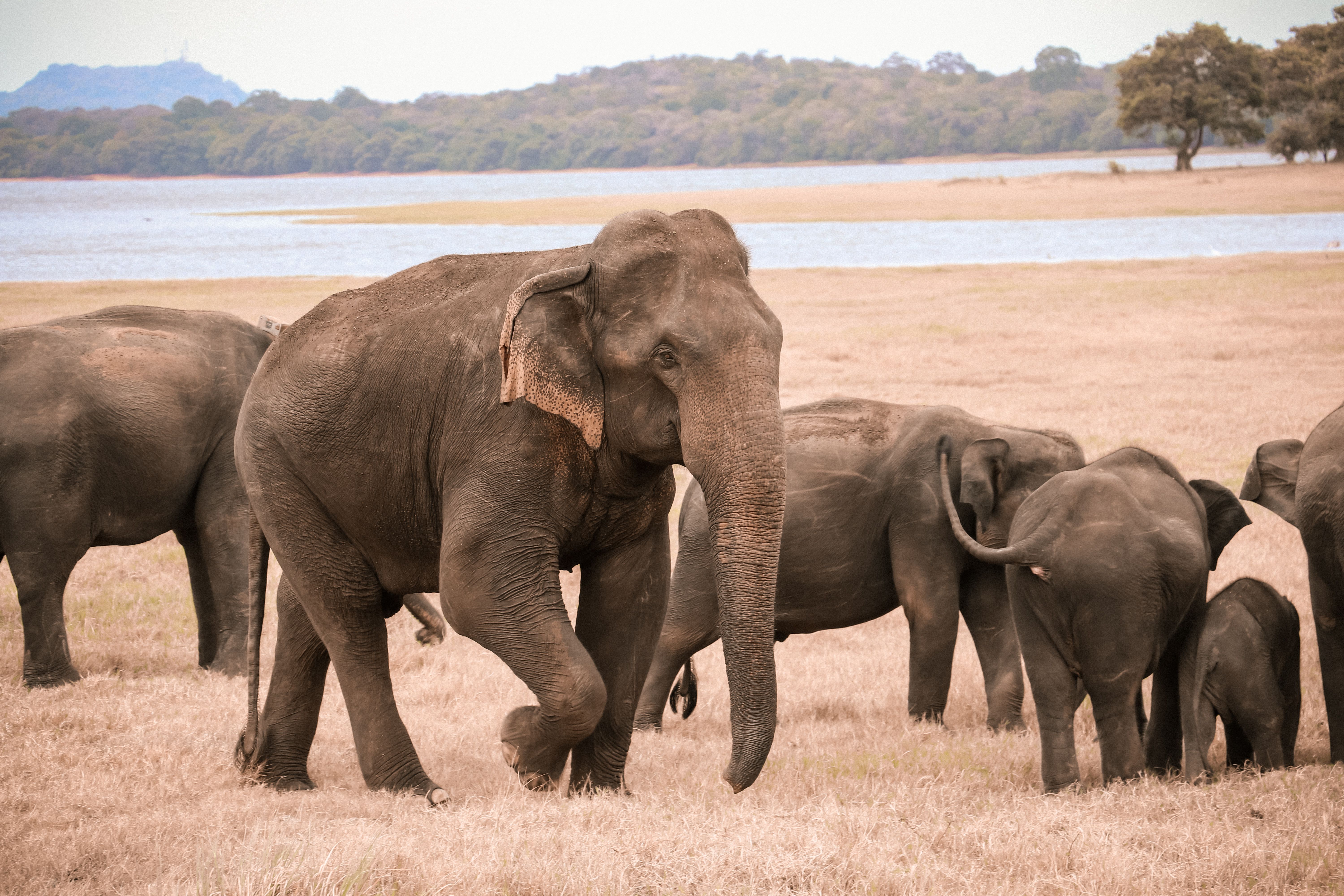 Minneriya Elephants