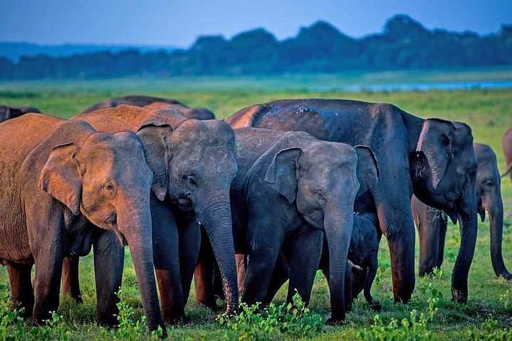 Minneriya Elephants