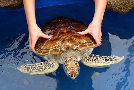 Turtle Hatchery Night Release